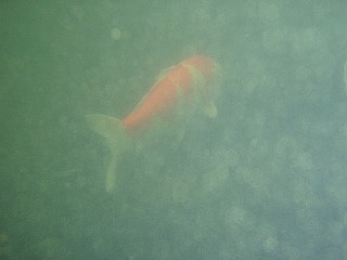 090910hpb%20%288%29.jpg